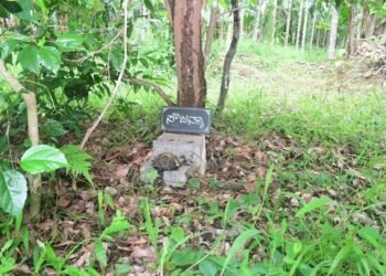 ಸೌಜನ್ಯ ಕೇಸ್‌ : ಮರು ತನಿಖೆಗೆ ಆಗ್ರಹಿಸಿ ಸುಪ್ರೀಂ ಕೋರ್ಟ್‌ ಗೆ ಕುಸುಮಾವತಿ ಅರ್ಜಿ !