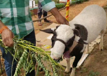 ಮಂಡ್ಯ | ವಿದೇಶಿ ಟಗರು ಕಂಡು ಬೆರಗಾದ ಜನ ; ಇದು ಯಾವ ತಳಿ ಗೊತ್ತಾ?  