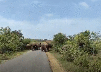 ಕಾಡಾನೆಗಳ ದಾಳಿಯಿಂದ ಟೊಮೇಟೊ ಬೆಳೆ ನಾಶ | ಬೇಸತ್ತ ರೈತರು