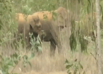 ಕೋಲಾರದಲ್ಲಿ ಕಾಡಾನೆಗಳ ಆತಂಕ | ತೋಟಕ್ಕೆ ನುಗ್ಗಿ ರೈತರಿಗೆ ಉಪಟಳ