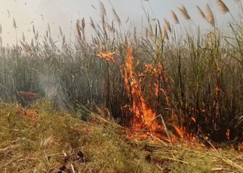 ಹಾವೇರಿ | ವಿದ್ಯುತ್ ಶಾರ್ಟ್ ಸರ್ಕ್ಯೂಟ್‌ನಿಂದ ಹೊತ್ತಿ ಉರಿದ  ಕಬ್ಬಿನ ಗದ್ದೆ