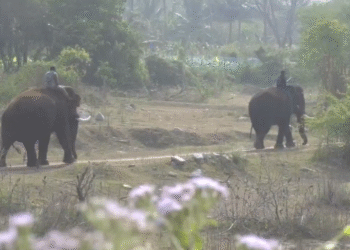 ಚಾ.ನಗರದಲ್ಲಿ ‘ವ್ಯಾಘ್ರ’ ಪಡೆ ಸೆರೆಗೆ ಅರಣ್ಯ ಇಲಾಖೆಯೊಂದಿಗೆ ಸಾಕಾನೆಗಳು ರೆಡಿ