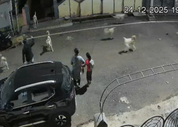ಬೆಳಗಾವಿ | ಬೀದಿ ನಾಯಿಗಳ ಡೆಡ್ಲಿ ಅಟ್ಯಾಕ್‌ಗೆ ಬೆಚ್ಚಿಬಿದ್ದ ಜನ