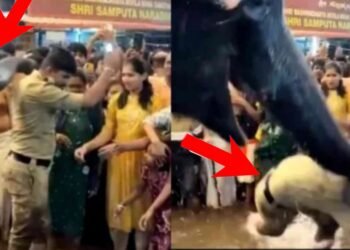 ಕುಕ್ಕೆ ಸುಬ್ರಹ್ಮಣ್ಯ | ಭಕ್ತರೊಂದಿಗೆ ಆಟವಾಡುತ್ತಿದ್ದಾಗ ಅಡ್ಡಬಂದ ಸಿಬ್ಬಂದಿಯನ್ನು ಸೊಂಡಿಲಿನಿಂದ ಎತ್ತಿ ಬಿಸಾಡಿದ ಆನೆ!