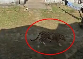 ಕಾರವಾರ ನೌಕಾ ನೆಲೆಯಲ್ಲಿ ಚಿರತೆ ಪ್ರತ್ಯಕ್ಷ | ಸ್ಥಳೀಯ ನಿವಾಸಿಗಳಲ್ಲಿ ಹೆಚ್ಚಿದ ಆತಂಕ