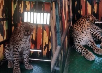 ಹಾವೇರಿ | ರೈತರ ನಿದ್ದೆಗೆಡಿಸಿದ್ದ ಚಿರತೆಯನ್ನು ಸೆರೆ ಹಿಡಿದ ಅರಣ್ಯ ಇಲಾಖೆ ಅಧಿಕಾರಿಗಳು!