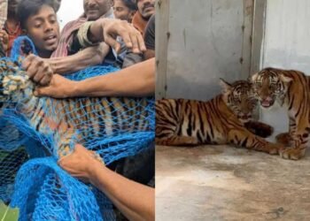 ಮೈಸೂರಿನಲ್ಲಿ ಸೆರೆ ಸಿಕ್ಕಿದ್ದ 4 ಹುಲಿ ಮರಿಗಳು ಸಾವು