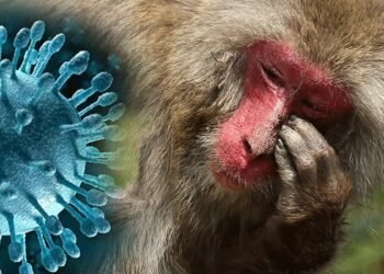 ಮಲೆನಾಡಿಗರ ನಿದ್ದೆಗೆಡಿಸಲು ಬಂತೂ ಮಂಗನ ಕಾಯಿಲೆ | ಅವಧಿಗೂ ಮೊದಲೇ  KFD ಪತ್ತೆ!