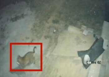 ಬೆಂಗಳೂರಲ್ಲಿ ನಾಯಿ ಮರಿಯನ್ನು ಹೊತ್ತೊಯ್ಧ ಚಿರತೆ | ಸ್ಥಳೀಯರಲ್ಲಿ ಹೆಚ್ಚಿದ ಆತಂಕ