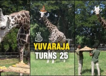 ಮೈಸೂರು ಝೂನಲ್ಲೇ ಹುಟ್ಟಿ ಬೆಳೆದ ಜಿರಾಫೆಗೆ ಈಗ 25 ವರ್ಷ | ‘ಯುವರಾಜ’ನ ಬರ್ತ್ಡೇ ಸೆಲೆಬ್ರೇಷನ್ ಹೇಗಿತ್ತು ನೋಡಿ!