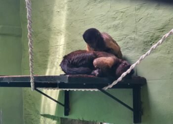 ಬನ್ನೇರುಘಟ್ಟ ಝೂಗೆ ದಕ್ಷಿಣ ಆಫ್ರಿಕಾದ ಕ್ಯಾಪುಚಿನ್ ಕೋತಿಗಳ ಎಂಟ್ರಿ