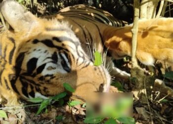 ಕೊಡಗು | ತೋಟದಲ್ಲಿ ಹಾಕಿದ್ದ ಉರುಳಿಗೆ ಸಿಲುಕಿ ಹುಲಿ ದಾರುಣ ಸಾವು!