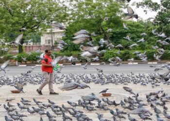 ಇನ್ಮುಂದೆ ಸಿಕ್ಕ ಸಿಕ್ಕಲ್ಲಿ ಪಾರಿವಾಳಗಳಿಗೆ ಕಾಳು ಹಾಕಿದ್ರೆ ಜೈಲು ಫಿಕ್ಸ್‌ | ನಗರಾಭಿವೃದ್ಧಿ ಇಲಾಖೆ ಮಹತ್ವದ ಆದೇಶ