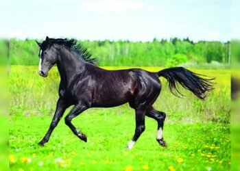 ಕೋಳಿ‌ ಮೊಟ್ಟೆ ಆಯ್ತು, ಪಾರಿವಾಳ‌ ಆಯ್ತು, ಇದೀಗ ಕುದುರೆಗಳ ಸವಾರಿ ಶುರು | ಕುದುರೆಗಳಿಗೆ ಗ್ಲಾಂಡರ್ಸ್ ರೋಗ ಪತ್ತೆ!