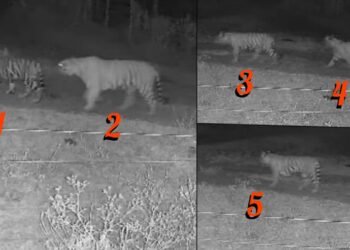 ಚಾ.ನಗರದಲ್ಲಿ ಒಂದಲ್ಲ‌, ಎರಡಲ್ಲ ಒಟ್ಟಿಗೆ 5 ಹುಲಿ ಪ್ರತ್ಯಕ್ಷ.. ಬೆಚ್ಚಿಬಿದ್ದ ಗ್ರಾಮಸ್ಥರು!