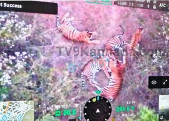 ಚಾ.ನಗರದಲ್ಲಿ 5 ಹುಲಿಗಳು ಓಡಾಟ | ನಿಷೇಧಾಜ್ಞೆ ಜಾರಿ, ಸ್ಥಳೀಯರಲ್ಲಿ ಹೆಚ್ಚಿದ ಆತಂಕ