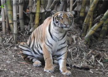 ಮೈಸೂರು ಮೃಗಾಲಯದಲ್ಲಿದ್ದ ಐದು ವರ್ಷದ ‘ತಾಯಮ್ಮ’ ಹುಲಿ ಸಾವು!