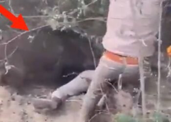 ಅರಣ್ಯಾಧಿಕಾರಿ ಮೇಲೆ ಕಾಡು ಹಂದಿ ಡೆಡ್ಲಿ ಅಟ್ಯಾಕ್‌ | ಭಯಾನಕ ಕಾಳಗದ ವಿಡಿಯೋ ಇಲ್ಲಿದೆ