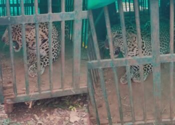 ಮೈಸೂರಿನಲ್ಲಿ ಮತ್ತೊಂದು ಚಿರತೆ ಸೆರೆ | ನಿಟ್ಟುಸಿರು ಬಿಟ್ಟ ಗ್ರಾಮಸ್ಥರು