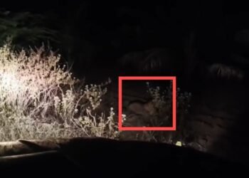 ಮೈಸೂರು | ನೈಟ್‌ರೌಂಡ್‌ನಲ್ಲಿದ್ದ ಪೊಲೀಸರ ಮುಂದೆ ಚಿರತೆ ಪ್ರತ್ಯಕ್ಷ