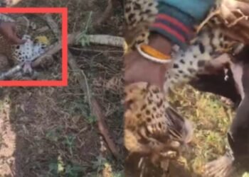 ಚಾ.ನಗರ | ಚಿರತೆ ಮರಿ ಸೆರೆಹಿಡಿದ ಸೀರಗೂಡು ಗ್ರಾಮಸ್ಥರು