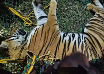 ಚಾ.ನಗರದಲ್ಲಿ ಹುಲಿ ಸೆರೆ | ಕೂಬಿಂಗ್‌ ನಡೆಸಿದ್ದು ತಾಯಿ, ನಾಲ್ಕು ಮರಿಗಳಿಗೆ.. ಆದ್ರೆ ಸಿಕ್ಕಿದ್ದು ಗಂಡು ವ್ಯಾಘ್ರ