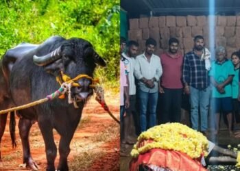 ಮಂಗಳೂರು | 150ಕ್ಕೂ ಅಧಿಕ ಪದಕ ಪಡೆದ ‘ಬೋಳಾರ ಕುಟ್ಟಿ’ ಕಂಬಳದ ಕೋಣ ನಿಧನ