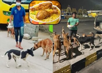 ಕಾಂಗ್ರೆಸ್ ಸರ್ಕಾರದಿಂದ ಮತ್ತೊಂದು ಭಾಗ್ಯ | ಬೀದಿ ನಾಯಿಗಳಿಗೆ ಬಂಪರ್ ಭೋಜನ ವ್ಯವಸ್ಥೆ!