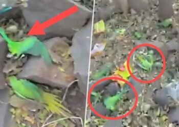 ಮಧ್ಯಪ್ರದೇಶ​ | ವಿಷ ಆಹಾರ ಸೇವನೆಯಿಂದ 200 ಗಿಳಿಗಳ ಸಾವು