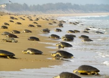 ಪ್ರಕೃತಿಯ ಅದ್ಭುತ ‘ಜಿಪಿಎಸ್’ | ಆಲಿವ್ ರಿಡ್ಲಿ ಆಮೆಗಳು ಭಾರತದ ಕಡಲತೀರವನ್ನೇ ಹುಡುಕಿ ಬರುವುದು ಹೇಗೆ?