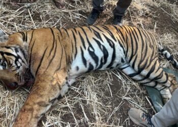 ಮೈಸೂರಿನಲ್ಲಿ ಗಂಡು ಹುಲಿ ಸೆರೆ ; ನಿಟ್ಟುಸಿರು ಬಿಟ್ಟ ಗ್ರಾಮಸ್ಥರು