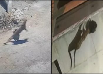 ನೆಲಮಂಗಲದಲ್ಲಿ ಚಿರತೆ ದಾಳಿ ಹೆಚ್ಚಳ | ಭಯಾನಕ ದೃಶ್ಯ ಸಿಸಿಟಿವಿಯಲ್ಲಿ ಸೆರೆ