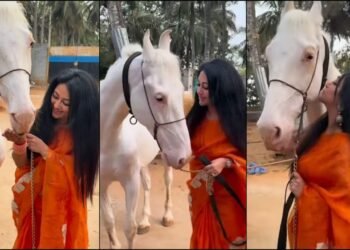 ನಟ ದರ್ಶನ್ ಮೆಚ್ಚಿನ ಕುದುರೆಯೊಟ್ಟಿಗೆ ವಿಜಯಲಕ್ಷ್ಮಿ ಸಂಕ್ರಾಂತಿ ಆಚರಣೆ