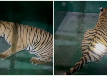 ಚಾಮರಾಜನಗರದಲ್ಲಿ ತಾಯಿ ಬಳಿಕ ಮರಿ ಹುಲಿ ಸೆರೆ.. ಮುಂದುವರೆದ ಕಾರ್ಯಾಚರಣೆ