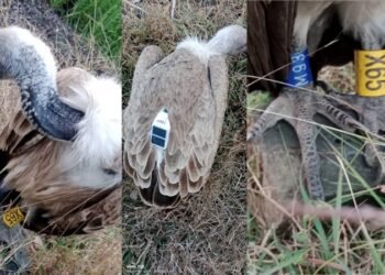 ವಿಜಯಪುರದಲ್ಲಿ ಜಿಪಿಎಸ್ ಟ್ರ‍್ಯಾಕರ್ ಹೊಂದಿದ್ದ ರಣಹದ್ದು ಪತ್ತೆ!