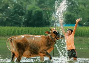 ಹಳ್ಳಿ ಸೊಗಡಿನ “ವಲವಾರ” ಮೆರವಣಿಗೆ..!