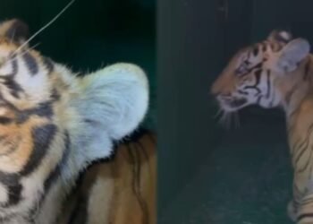 ಚಾ.ನಗರ | ತಾಯಿ ಹುಲಿ ಜೊತೆ ನಾಲ್ಕು ಮರಿ ಹುಲಿ ಪ್ರತ್ಯಕ್ಷ ಪ್ರಕರಣ ; ಮತ್ತೊಂದು‌ ಮರಿ ಸೆರೆ