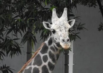 ಮೈಸೂರು ಮೃಗಾಲಯದಲ್ಲೇ ಹುಟ್ಟಿ ಬೆಳೆದ ದೀರ್ಘಾಯುಷಿ ಜಿರಾಫೆ ‘ಯುವರಾಜ’ ಇನ್ನಿಲ್ಲ