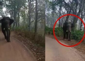 ವಿರಾಜಪೇಟೆಯಲ್ಲಿ ಶಾಲಾ ಬಸ್ಸನ್ನು ಅಟ್ಟಿಸಿಕೊಂಡು ಬಂದ ಕಾಡಾನೆ.. ವಿಡಿಯೋ ವೈರಲ್‌!