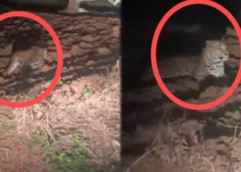 ಮೈಸೂರಲ್ಲಿ ಮತ್ತೆ ಚಿರತೆ ಪ್ರತ್ಯಕ್ಷ | ಸ್ಥಳೀಯರಲ್ಲಿ ಹೆಚ್ಚಿದ ಆತಂಕ..!