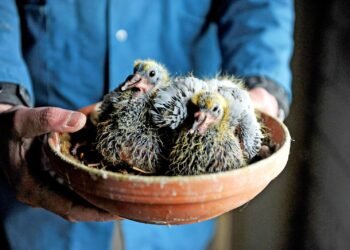 ನೀವು ಎಂದಾದರೂ ‘ಮರಿ ಪಾರಿವಾಳ’ವನ್ನು ನೋಡಿದ್ದೀರಾ? | ಇನ್ಸ್ಟಾಗ್ರಾಮ್ನಲ್ಲಿ ಭಾರೀ ಚರ್ಚೆ!