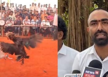 ಫೆ.1ರಂದು ಪುತ್ತೂರಿನಲ್ಲಿ ‘ಕೋಳಿ ಅಂಕ’ಕ್ಕಾಗಿ ಹೋರಾಟ | ಸಾಂಪ್ರದಾಯಿಕ ಆಚರಣಾ ಹಿತರಕ್ಷಣಾ ವೇದಿಕೆಯಿಂದ ಪ್ರತಿಭಟನೆ