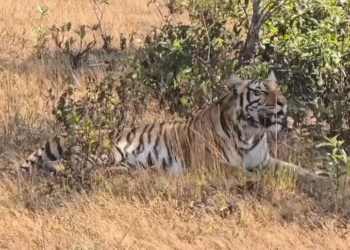 ಚಿಕ್ಕಮಗಳೂರು | ಸಫಾರಿ ಹೋಗಿದ್ದ ಪ್ರವಾಸಿಗರಿಗೆ ವ್ಯಾಘ್ರನ ದರ್ಶನ‌