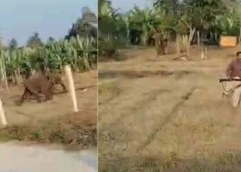 ಮಂಡ್ಯ | ಅರಣ್ಯ ಇಲಾಖೆ ಸಿಬ್ಬಂದಿಯನ್ನೇ ಅಟ್ಟಾಡಿಸಿದ ಒಂಟಿ ಸಲಗ