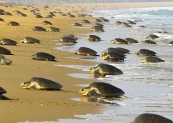 ಕುಂದಾಪುರ | ಅಳಿವಿನಂಚಿನಲ್ಲಿರುವ ಆಲಿವ್‌ ರಿಡ್ಲ್‌ ಕಡಲಾಮೆಗಳ ಮೊಟ್ಟೆಗೆ ಗೂಡು ನಿರ್ಮಿಸಿ ಭದ್ರತೆ