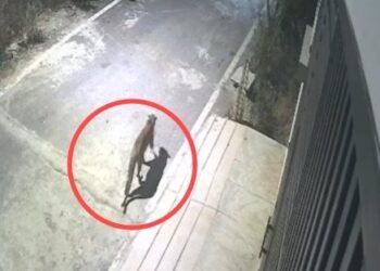 ಬೆಂಗಳೂರಲ್ಲಿ ಬೆಳ್ಳಂಬೆಳಗ್ಗೆ ಚಿರತೆ ಪ್ರತ್ಯಕ್ಷ | ಸ್ಥಳೀಯರಲ್ಲಿ ಹೆಚ್ಚಿದ ಆತಂಕ