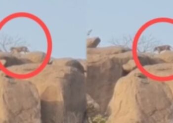 ಕೊಪ್ಪಳ ಜಿಲ್ಲೆಯಲ್ಲಿ ಚಿರತೆ ಪ್ರತ್ಯಕ್ಷ | ಗ್ರಾಮಸ್ಥರಲ್ಲಿ ಹೆಚ್ಚಿದ ಆತಂಕ