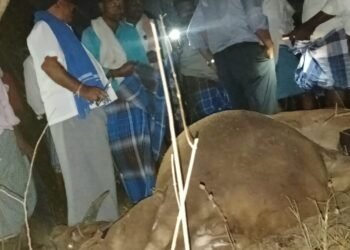 ಹಾವೇರಿ | ನಾಡ ಬಾಂಬ್ ಸ್ಟೋಟ ; 2 ಹೋರಿಗಳು ಸಾವು