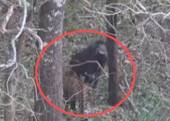 ಚಿಕ್ಕಮಗಳೂರು | ಬೇಟೆಗೆ ಹೊಂಚು ಹಾಕಿದ್ದ ಚಿರತೆಗಳಿಗೆ ಚಳ್ಳೆಹಣ್ಣು ತಿನ್ನಿಸಿ ಎಸ್ಕೇಪ್‌ ಆದ ಕಾಡುಹಂದಿ