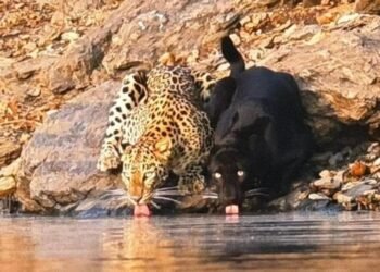 ಭದ್ರಾ ಹುಲಿ ಸಂರಕ್ಷಿತಾರಣ್ಯದಲ್ಲಿ ಚಿರತೆಯೊಂದಿಗೆ ಬ್ಲ್ಯಾಕ್ ಪ್ಯಾಂಥರ್ ಪ್ರತ್ಯಕ್ಷ!